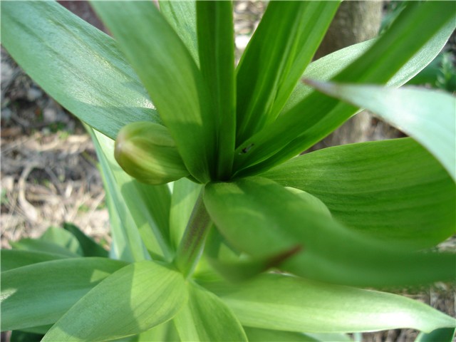 kockavica